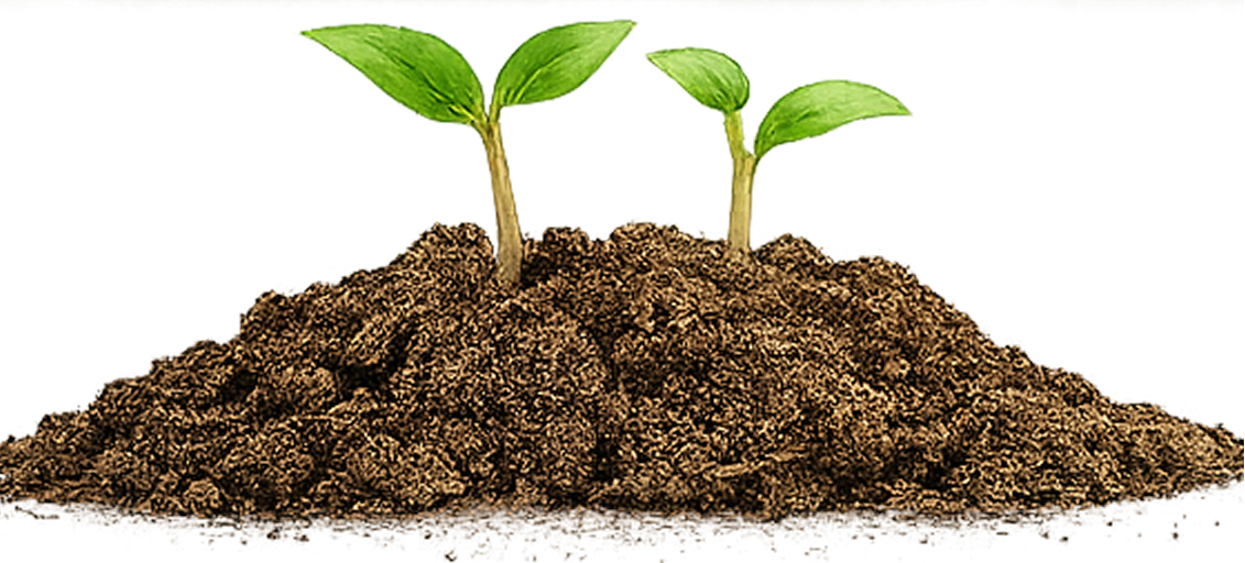 Organic Mustard Seeds
